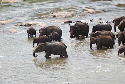 Elafanten baden im Fluss